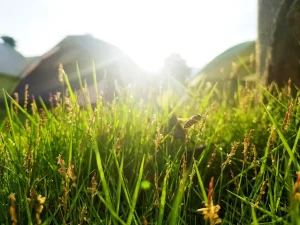 Universal Will and Divine Emanation as the Source of the Universe